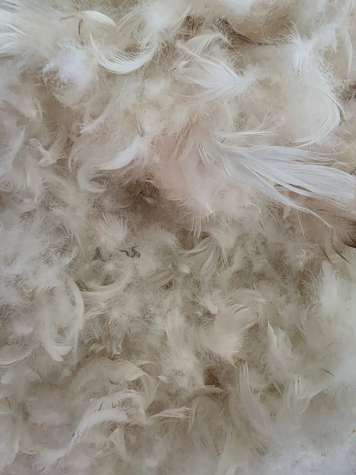 RAW NEW GOOSE FEATHERS AND DOWN (25-28% down)