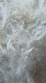 RAW GOOSE FEATHERS AND DOWN (23-25% down)